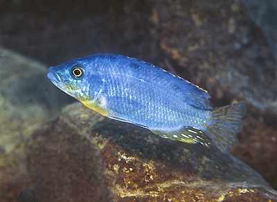 Protomelas sp. 'hertae' Maingano Island